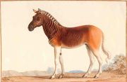 quagga animal